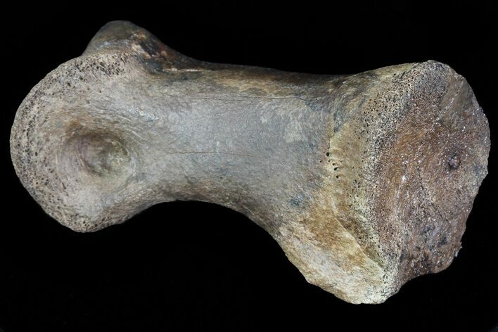 Struthiomimus Toe Bone - Montana #66417